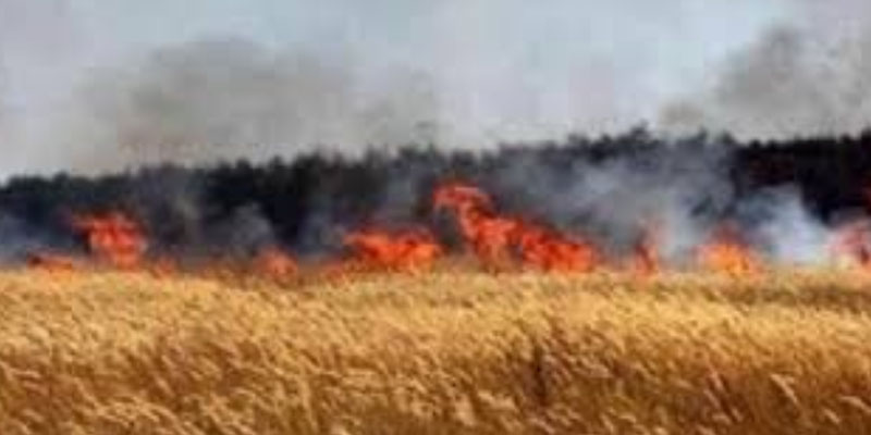 جندوبة : حريق يأتي على 3 هكتارات من حقول القمح